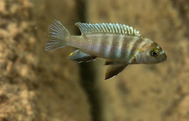 Pseudotropheus sp. 'perspicax likoma' Masimbwe Island